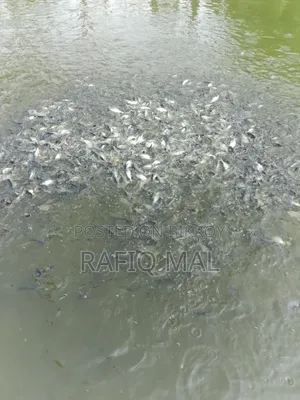 We have Pangasius fingerlings available. Md Rofit Mal