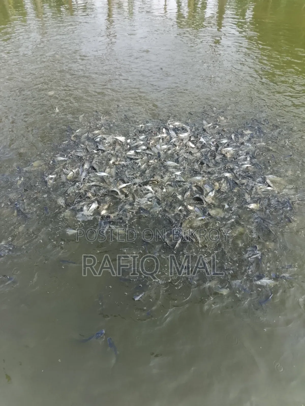 We have Pangasius fingerlings available. Md Rofit Mal