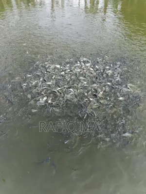 We have Pangasius fingerlings available. Md Rofit Mal
