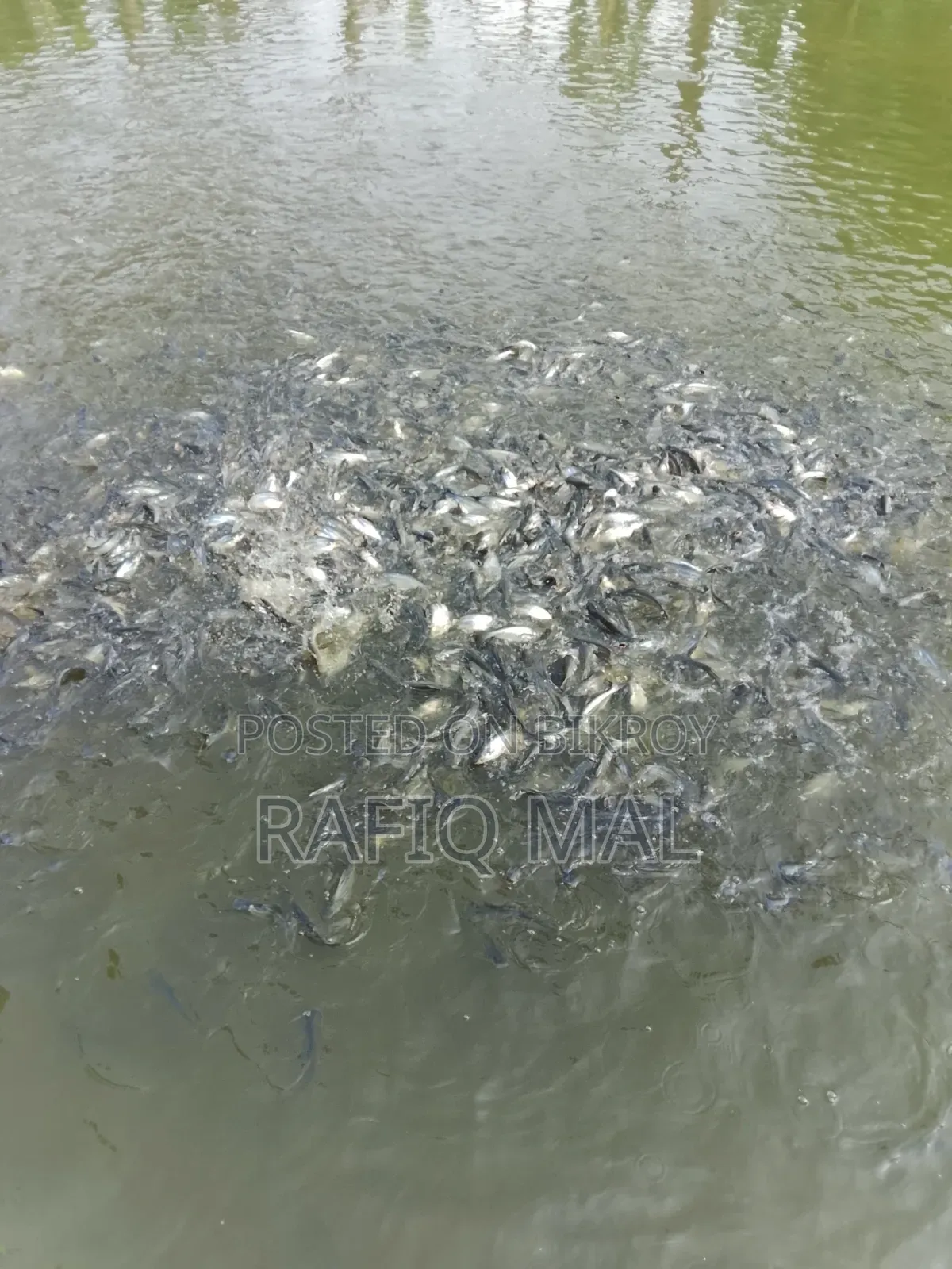 We have Pangasius fingerlings available. Md Rofit Mal