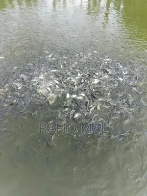 We have Pangasius fingerlings available. Md Rofit Mal