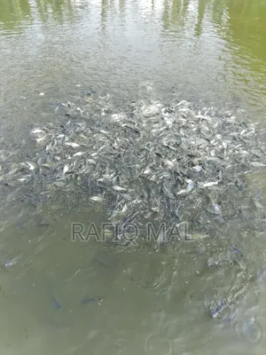 We have Pangasius fingerlings available. Md Rofit Mal