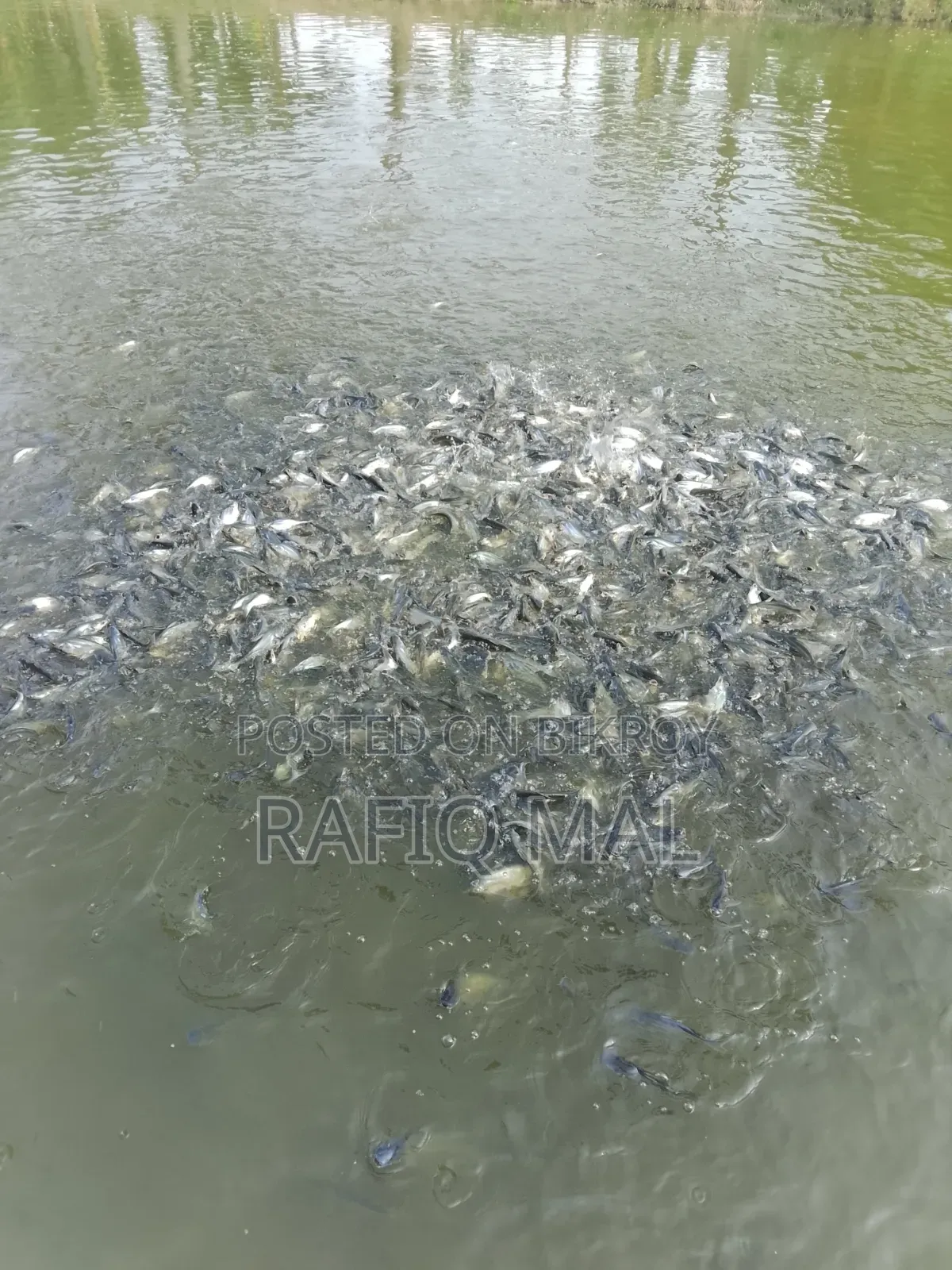 We have Pangasius fingerlings available. Md Rofit Mal