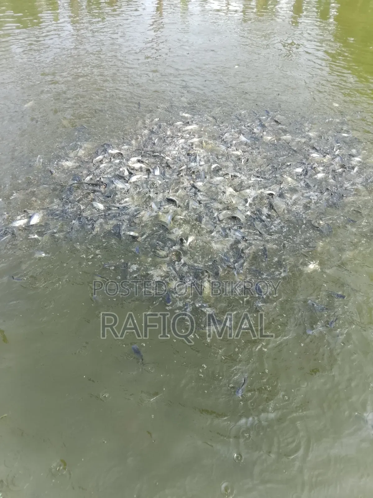 We have Pangasius fingerlings available. Md Rofit Mal