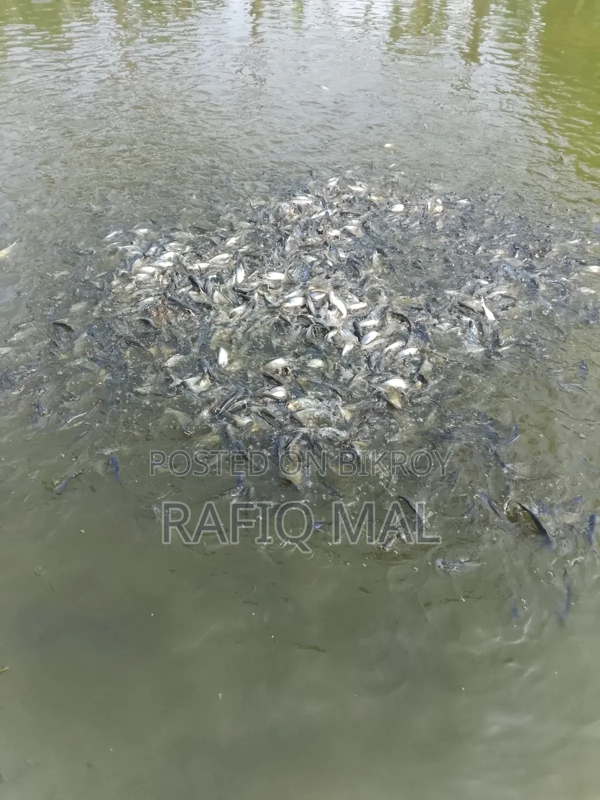 We have Pangasius fingerlings available. Md Rofit Mal