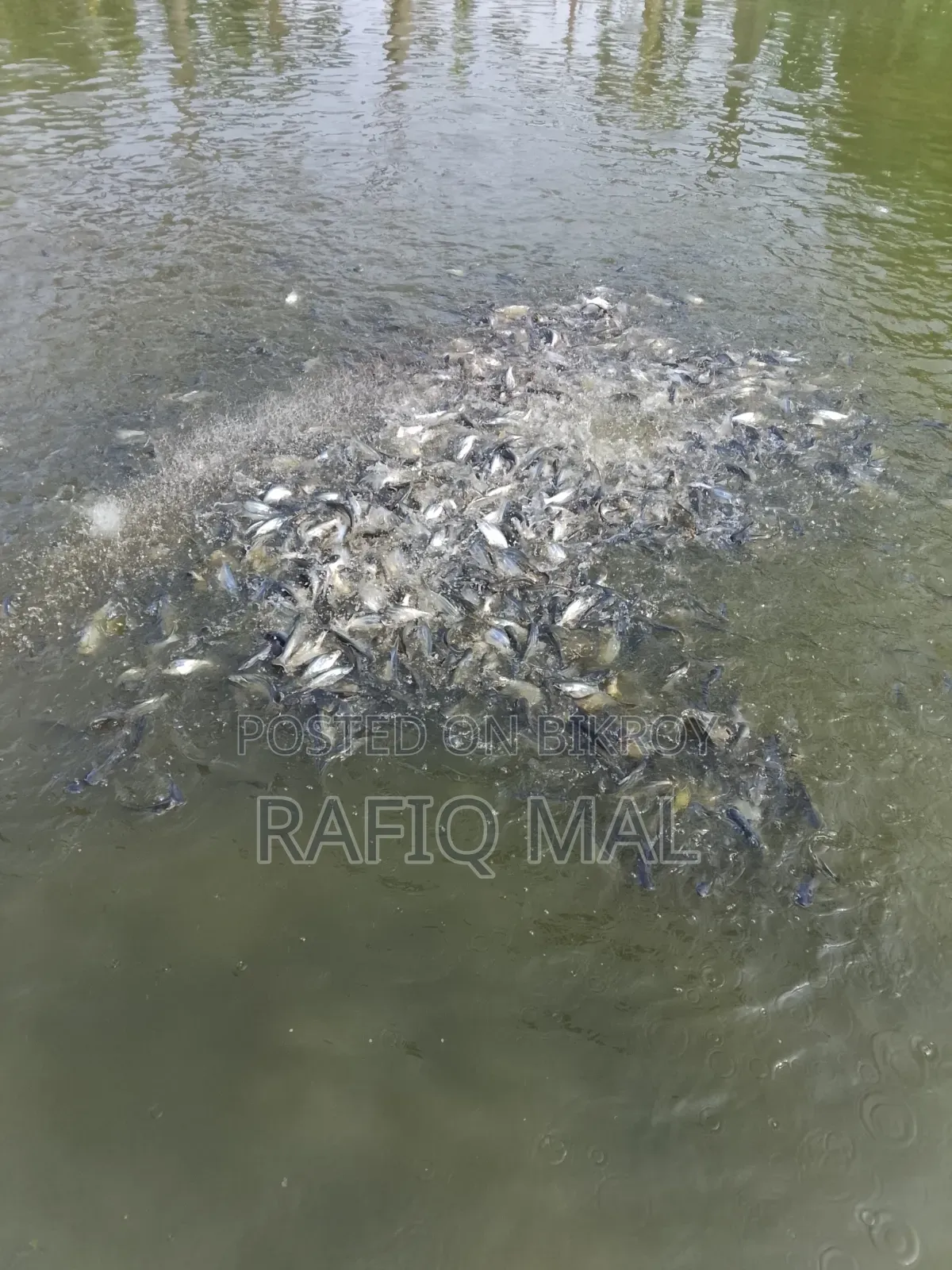 We have Pangasius fingerlings available. Md Rofit Mal