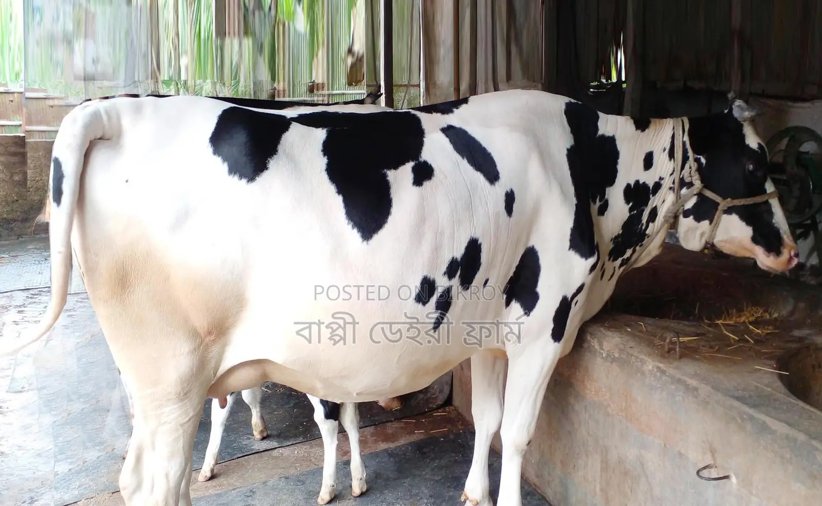 ১৭০১ নং গাভী গরু দুধের পরিমান ১৫-১৬ লিটার প্রতিদিন ।