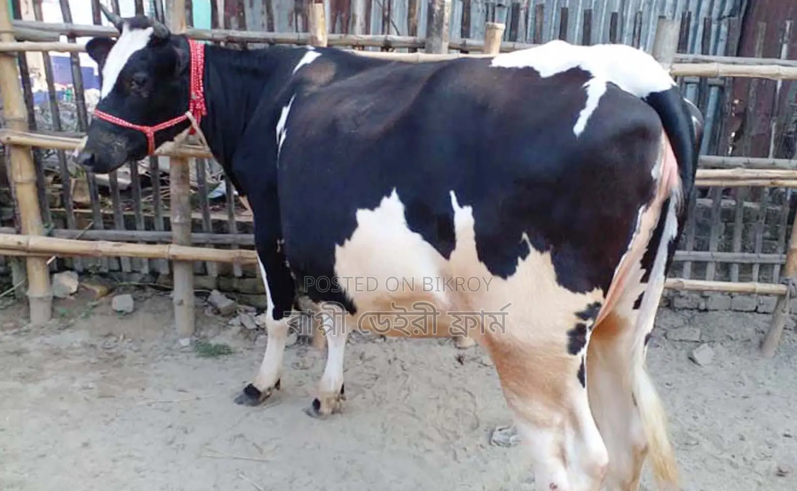 ১৭০২নং রানি সংকর জাতের গাভী গরু ।