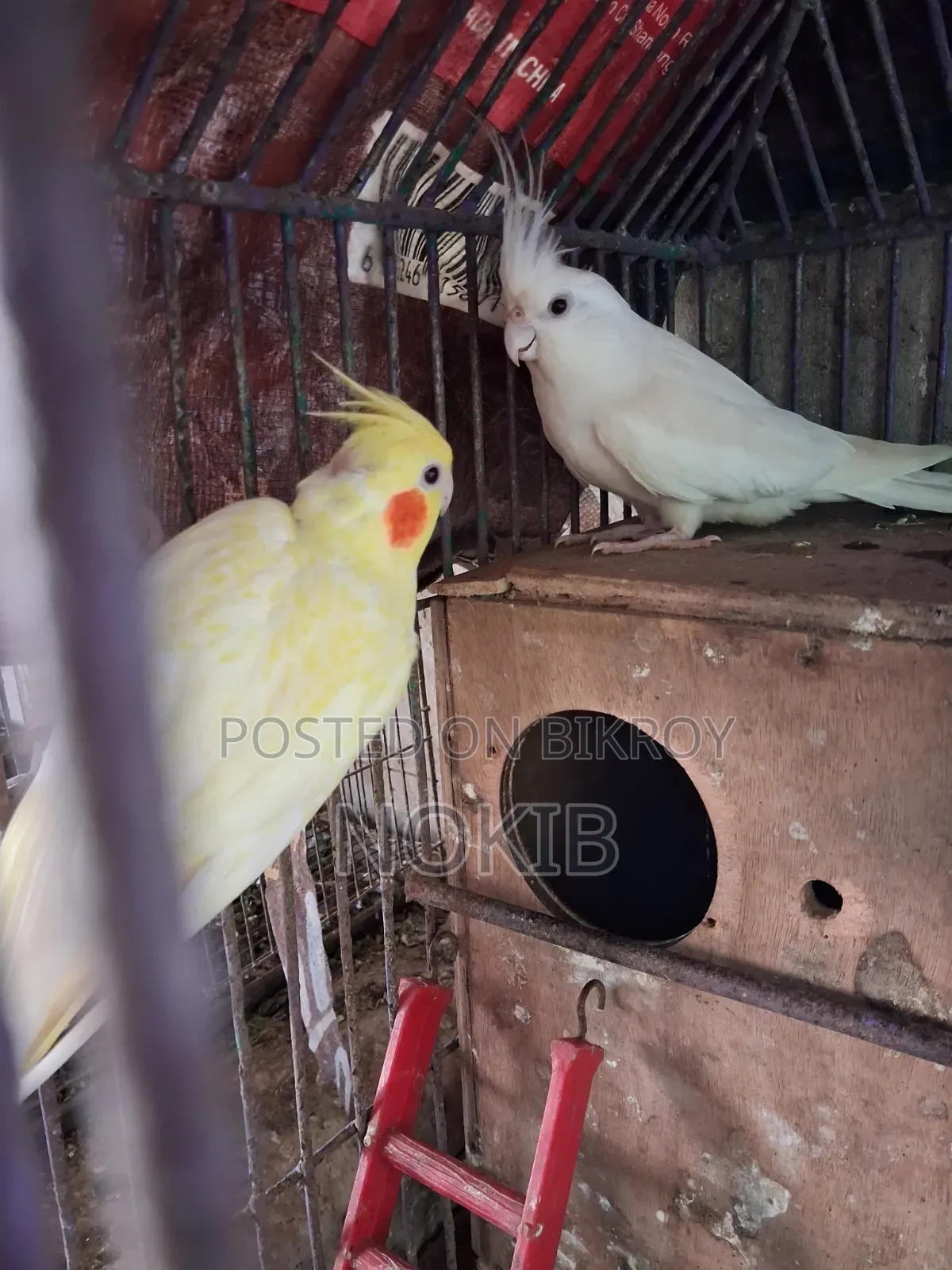 Cockatiel Bird for Sale