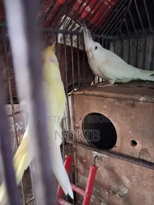 Cockatiel Bird for Sale