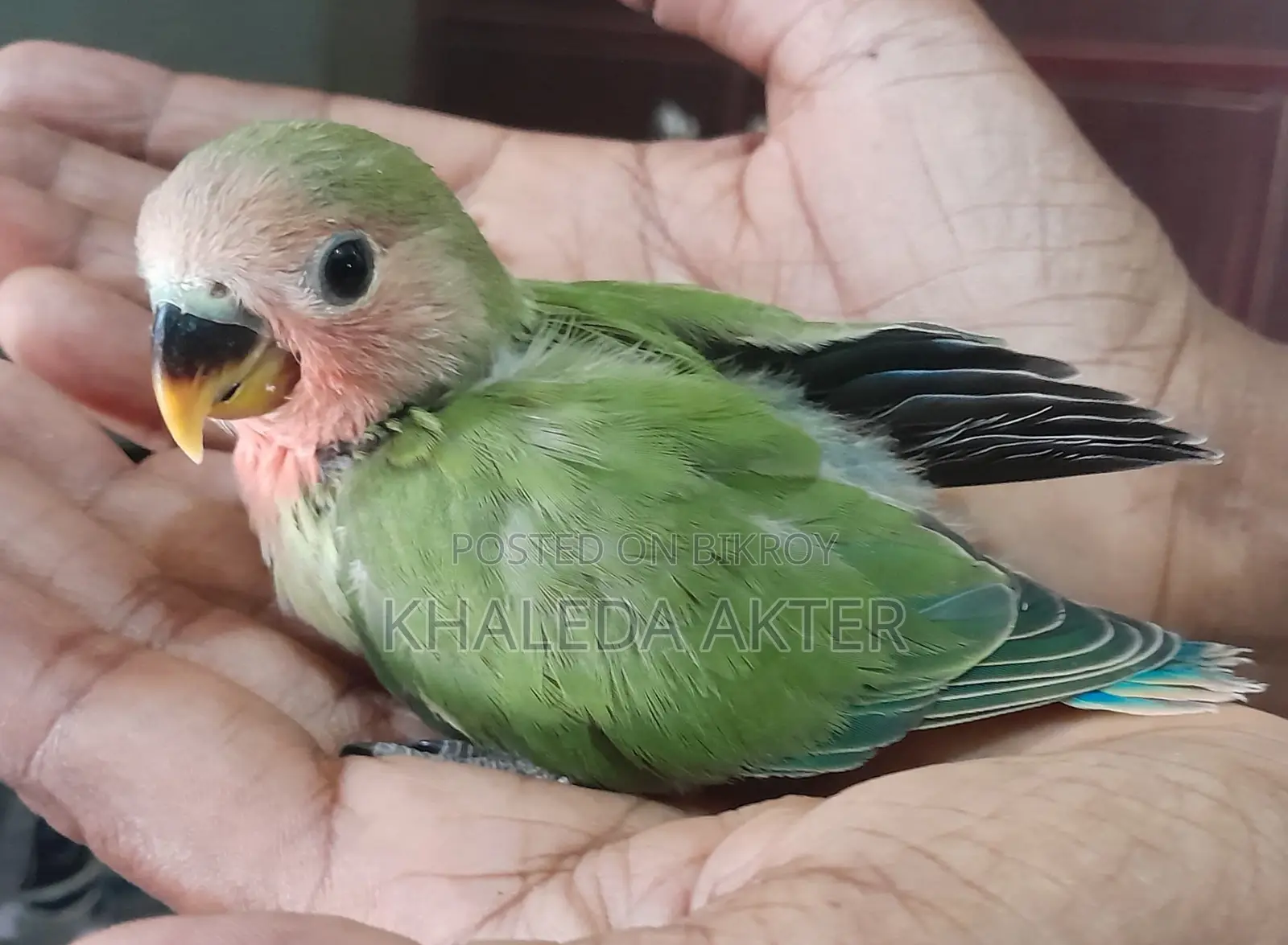 Love Bird Baby