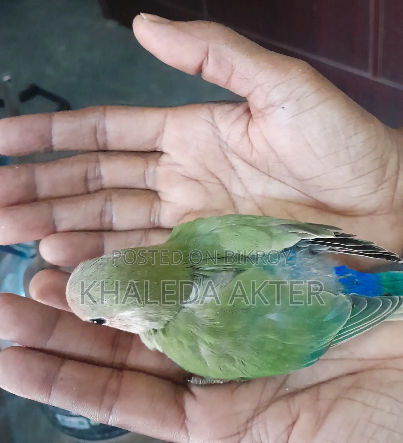 Love Bird Baby