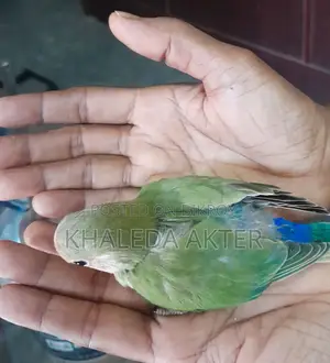 Love Bird Baby