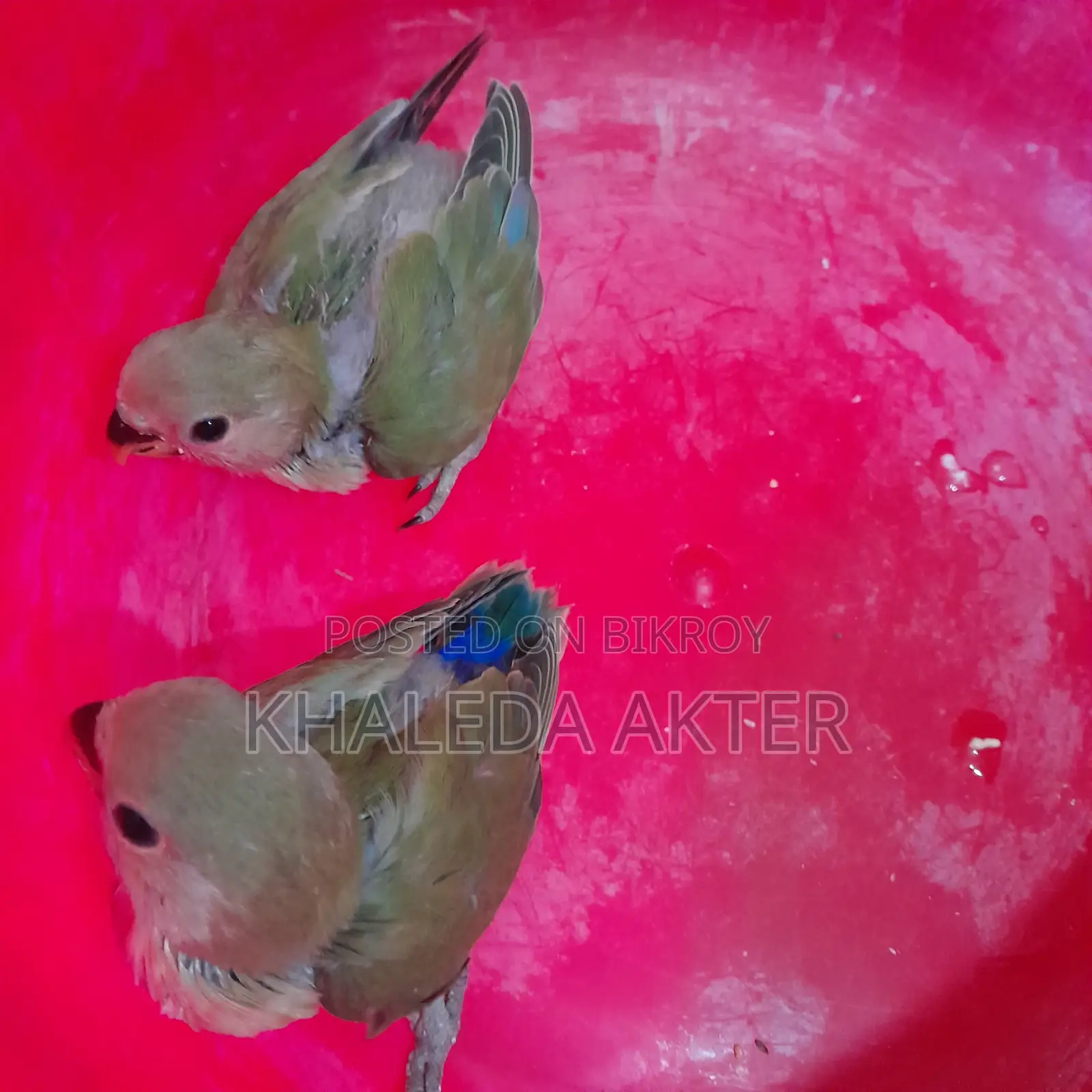 Love Bird Baby
