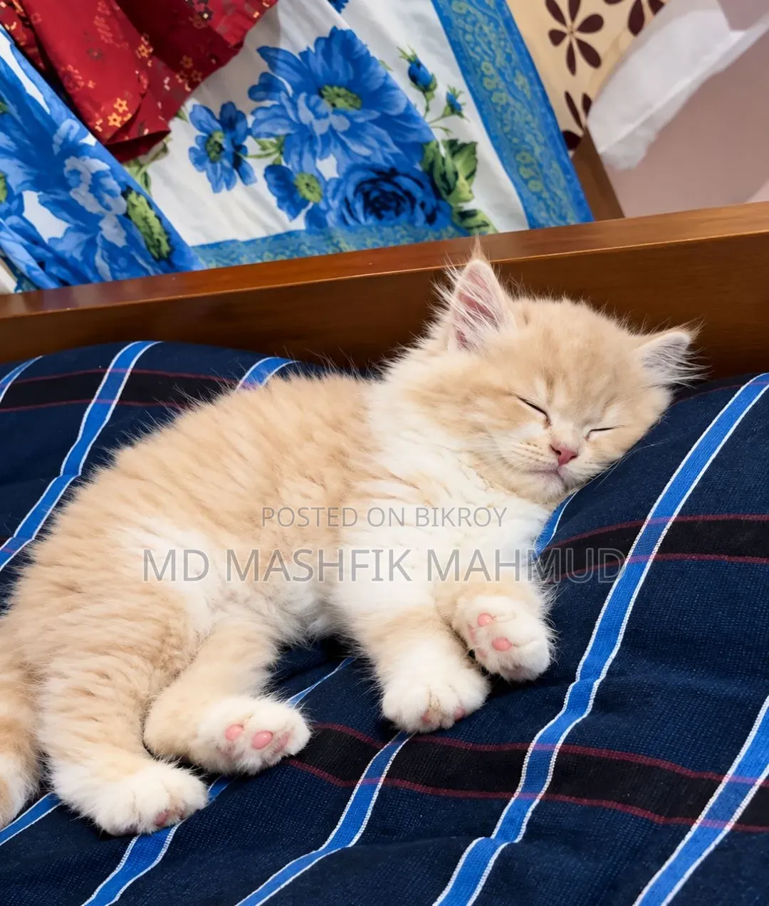 ১-৩ মাসের ফিমেল পিওরব্রেড পার্সিয়ান
