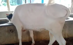 ১৭০৩নং উন্নত জাতের বকনা গরু ।