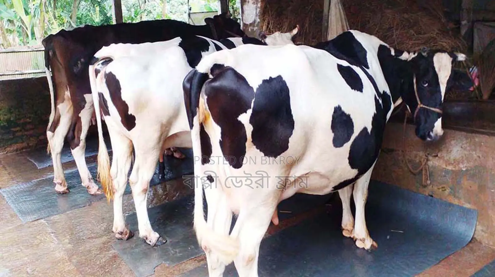 ১৭০৪নং বাছাইকৃত ভালো জাতের ৩টি গাভী গরু ।