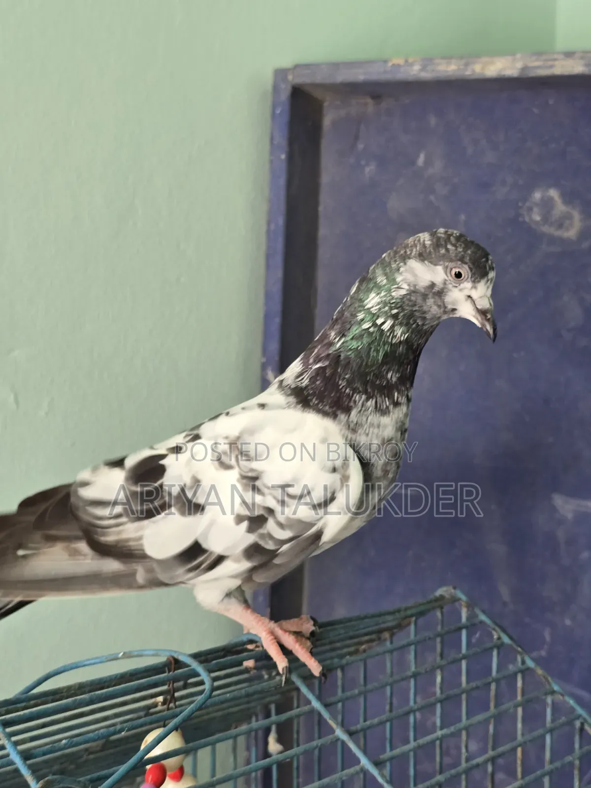 Male Female Pigeon