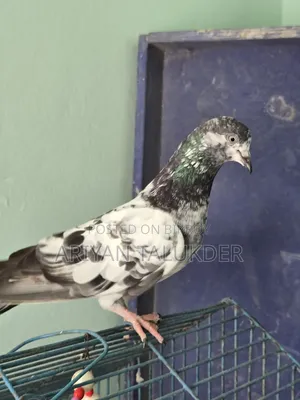 Male Female Pigeon