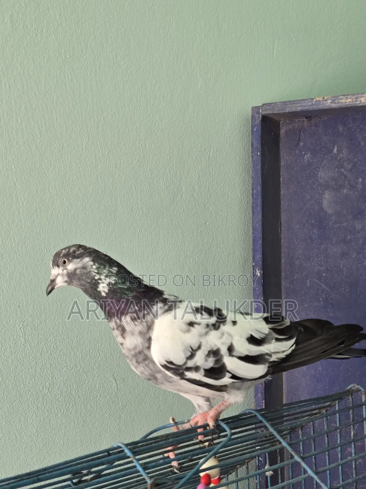Male Female Pigeon