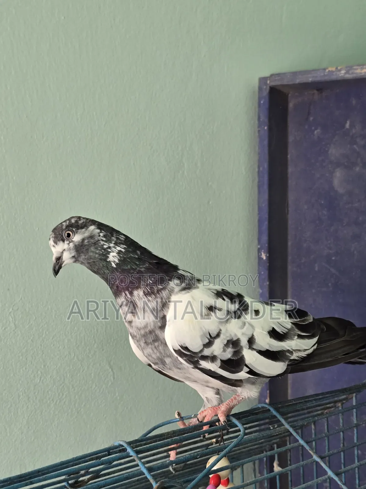 Male Female Pigeon