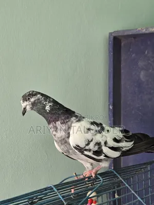 Male Female Pigeon