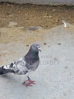 Male Female Pigeon