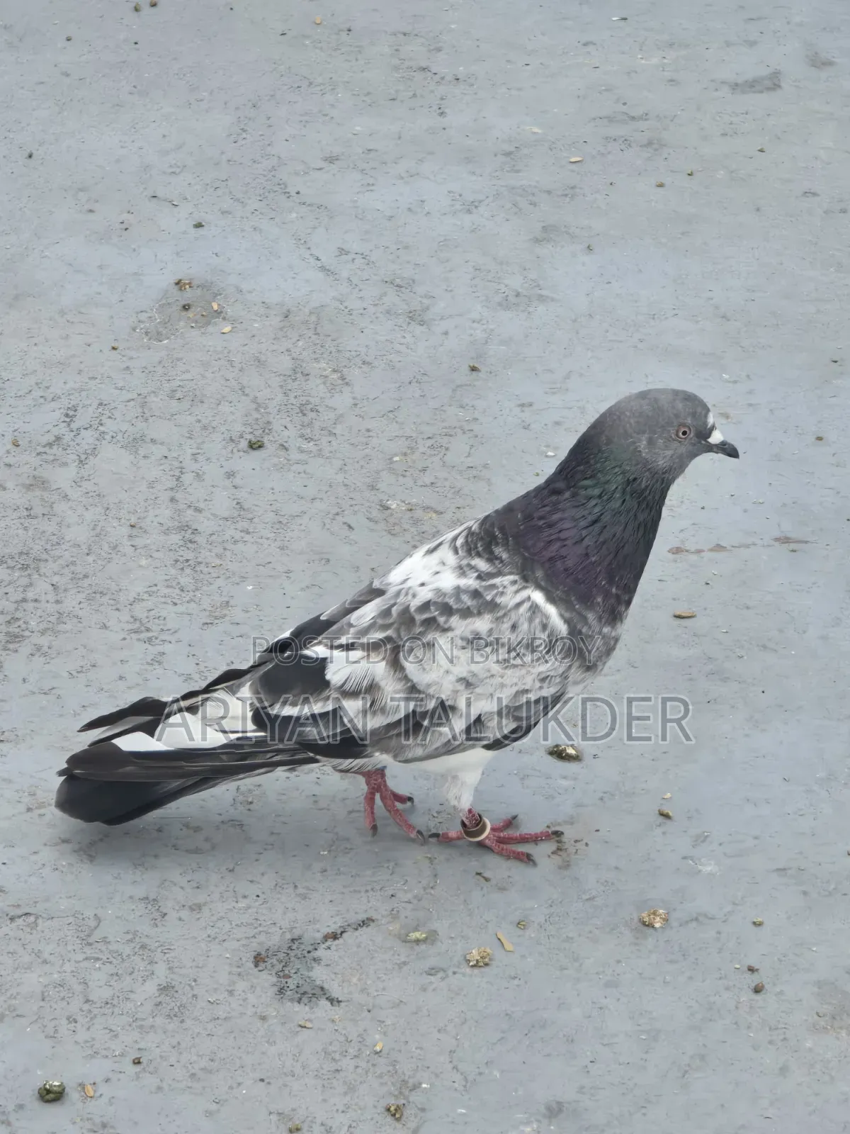 Male Female Pigeon