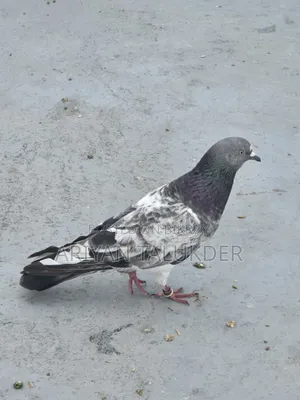 Male Female Pigeon