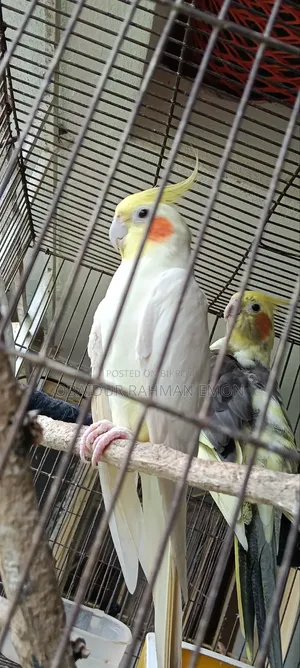 লুটিনো রেড আই এবং গ্রে