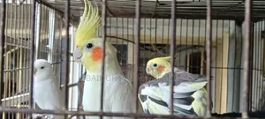 লুটিনো রেড আই এবং গ্রে