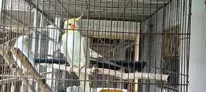 লুটিনো রেড আই এবং গ্রে