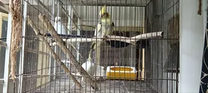 লুটিনো রেড আই এবং গ্রে