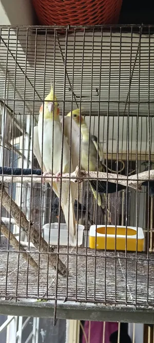 লুটিনো রেড আই এবং গ্রে