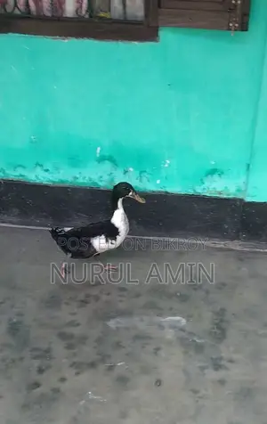 Native Duck (Male)