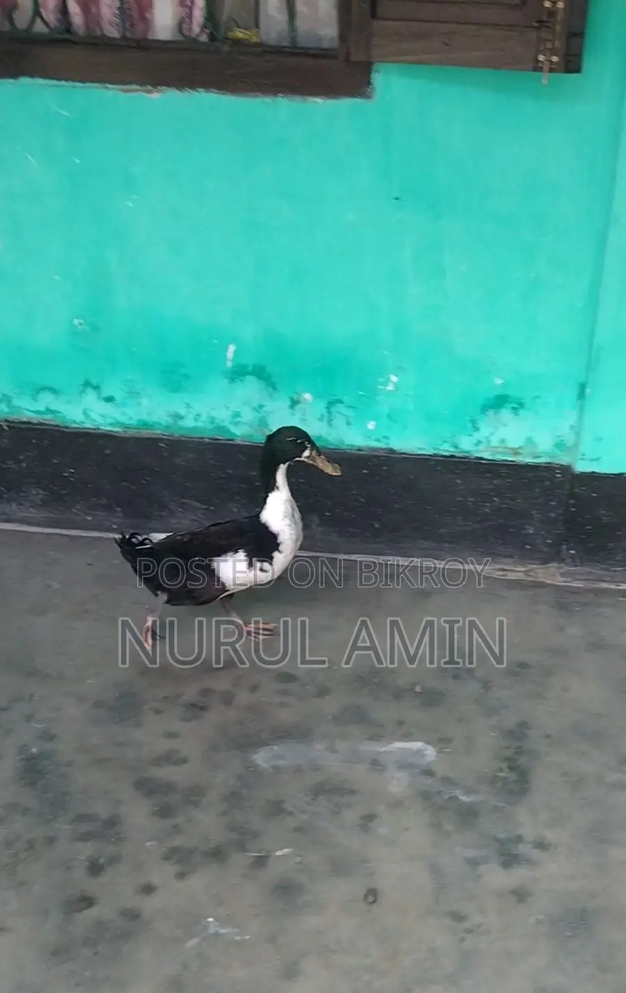 Local duck (Male)