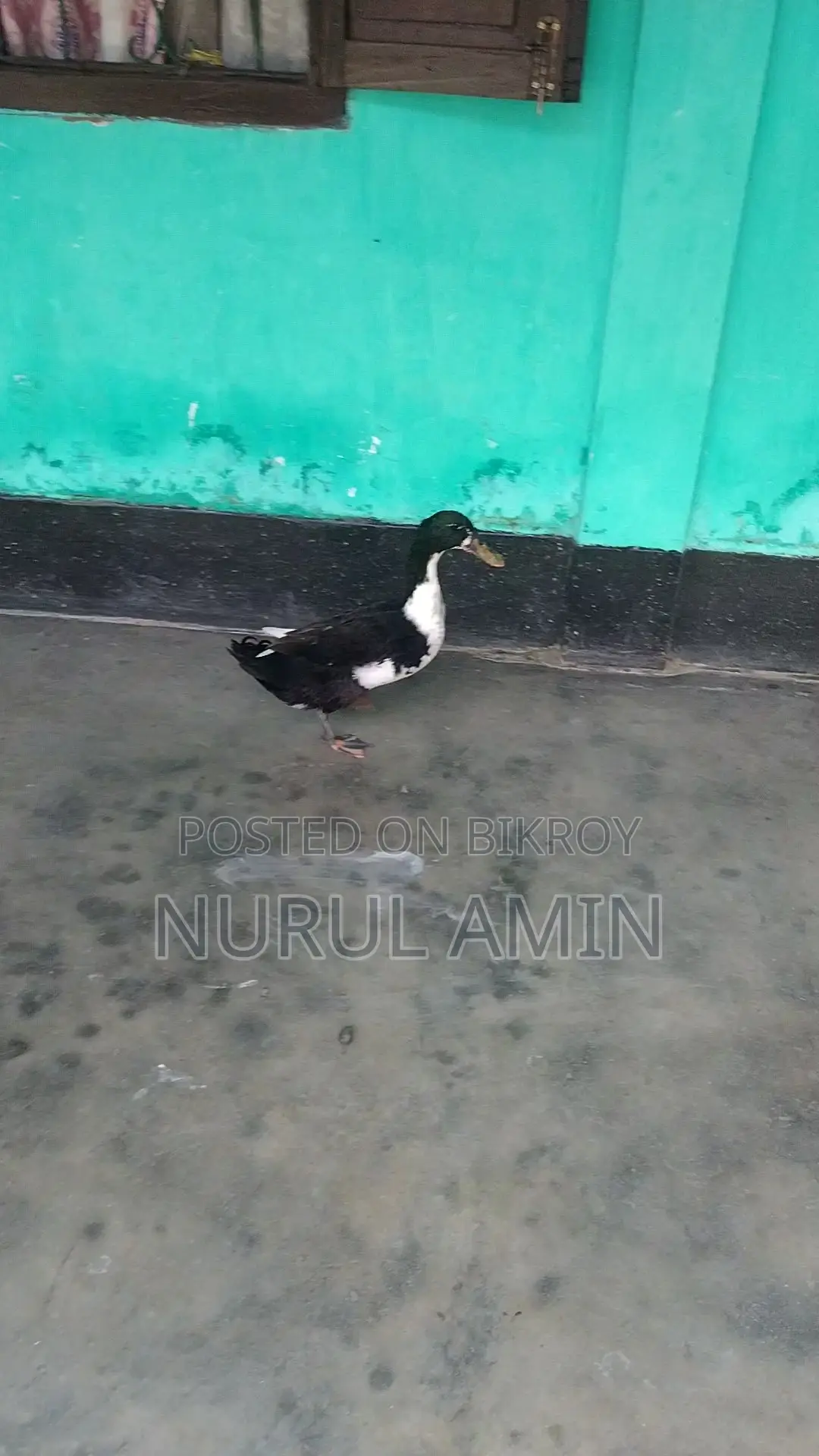 Local duck (Male)