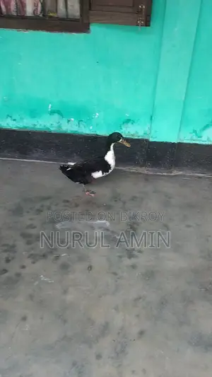 Local duck (Male)