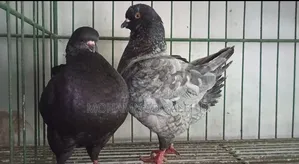 King Pigeon With Baby