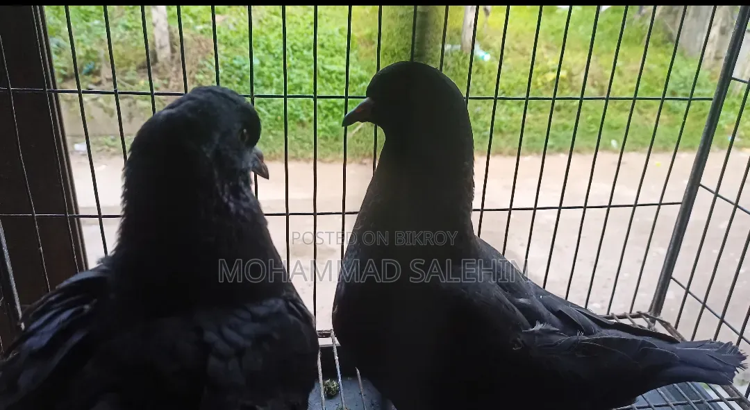 King Pigeon With Baby
