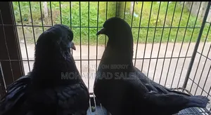 King Pigeon With Baby