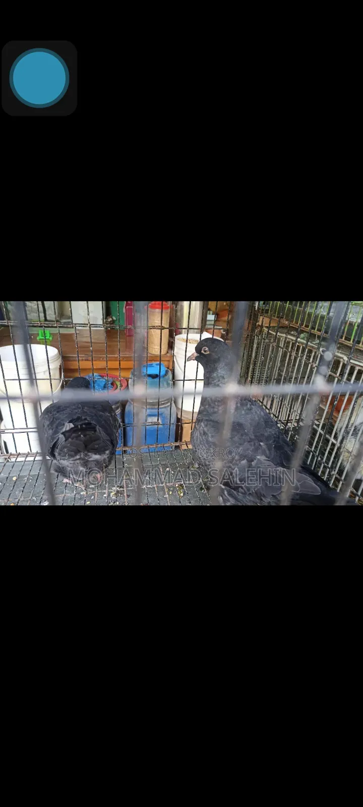 King Pigeon With Baby