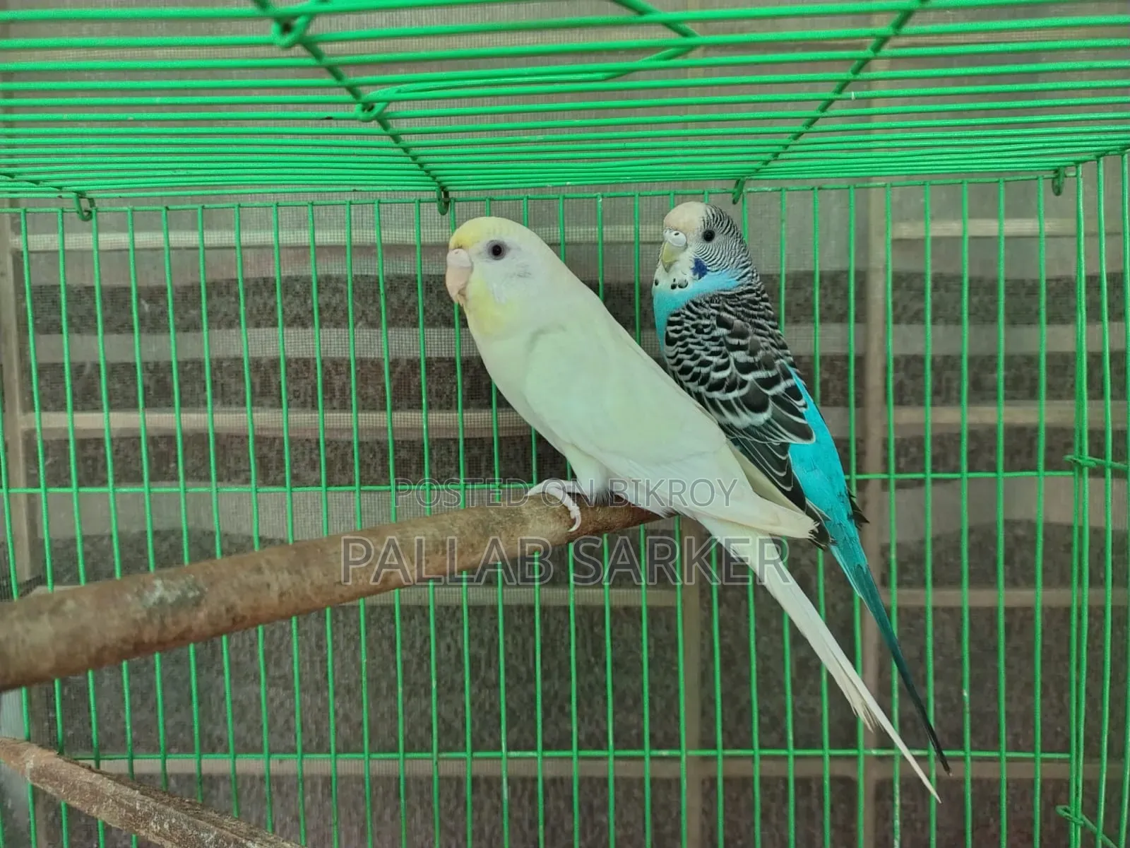 ২ জোড়া বাজরিগার পাখি খাঁচাসহ ফুল সেটআপ