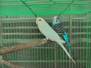 ২ জোড়া বাজরিগার পাখি খাঁচাসহ ফুল সেটআপ