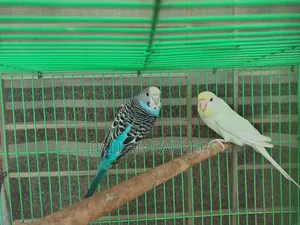 ২ জোড়া বাজরিগার পাখি খাঁচাসহ ফুল সেটআপ