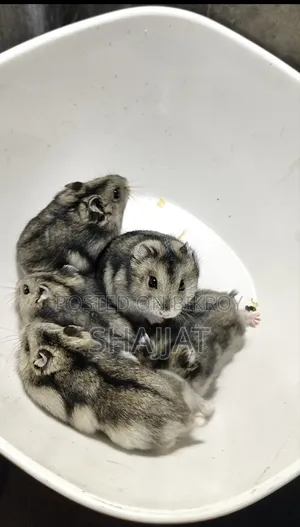 টাইগার উইন্টার হ্যামস্টার