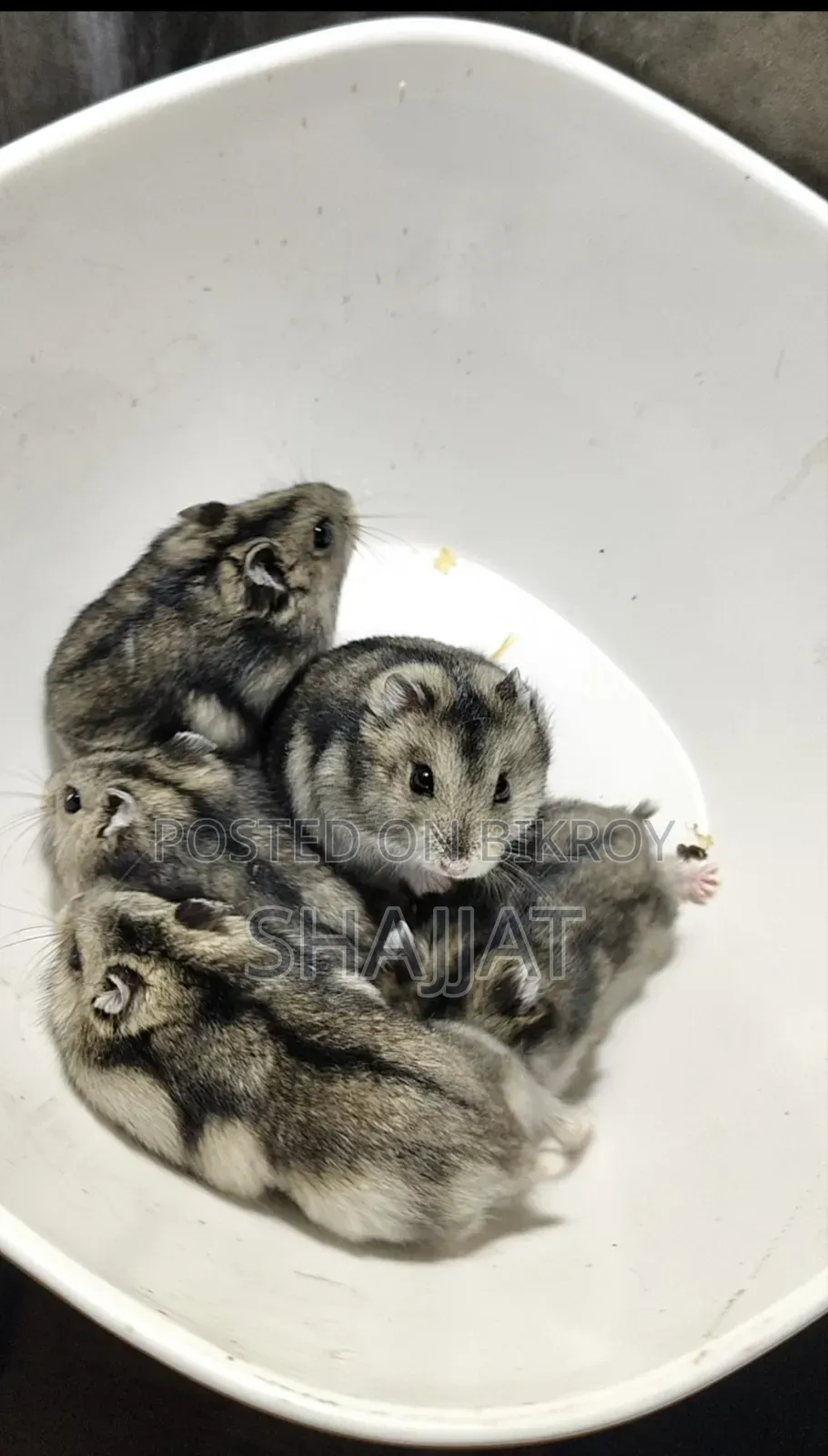 টাইগার উইন্টার হ্যামস্টার