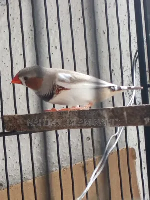Two Male Finch Birds