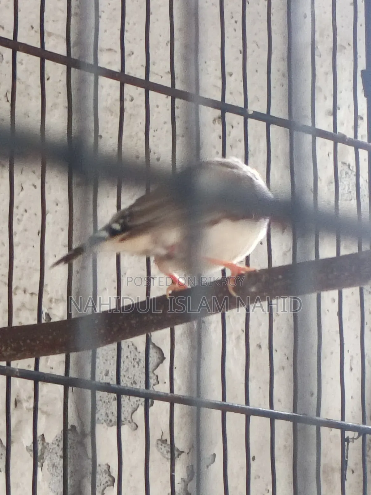Two Male Finch Birds
