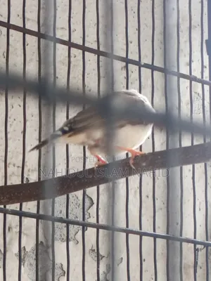 Two Male Finch Birds